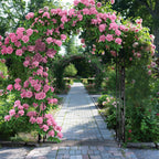 OEM Garden Arch Trellis Heavy Duty Metal Frame Black